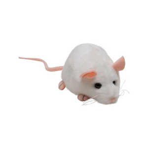 Miš bela Little Ones