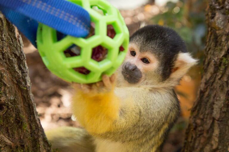 sajmiri s puzzle feederjem