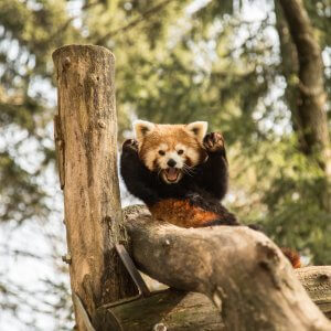 mačji panda 675A8246