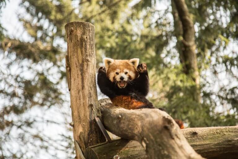 mačji panda 675A8246