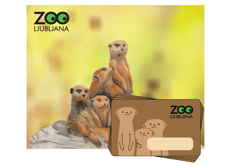 darilna kartica ozadje Surikate